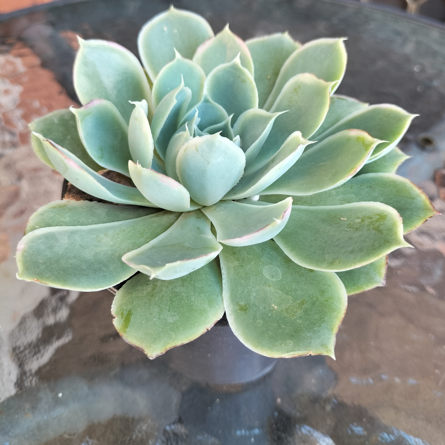 Echeveria simulans 'Lugana Sanchez'