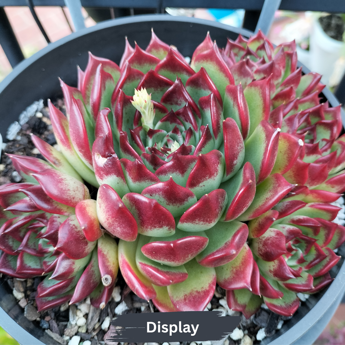 Echeveria agavoides 'Sara Bonnie'