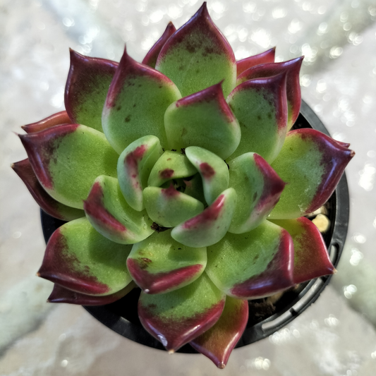 Echeveria agavoides 'Sara Bonnie'