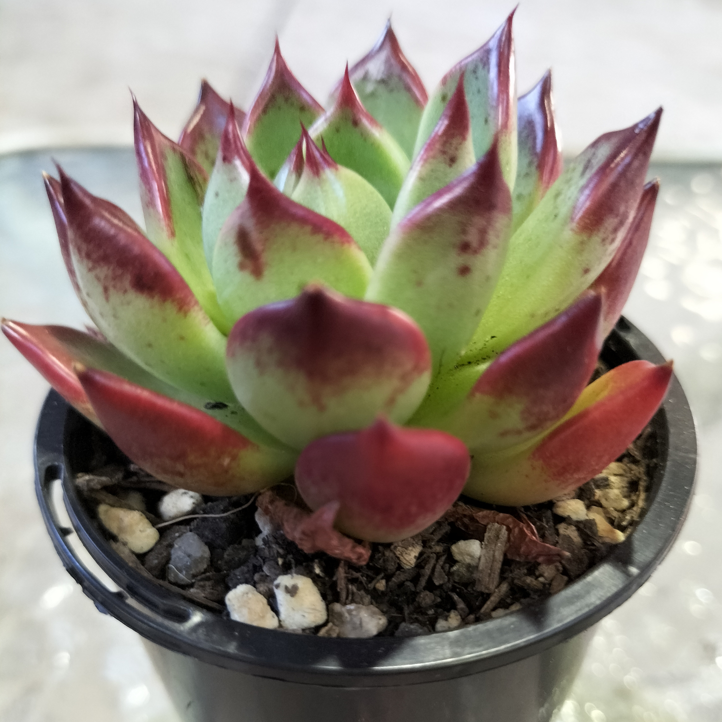 Echeveria agavoides 'Sara Bonnie'