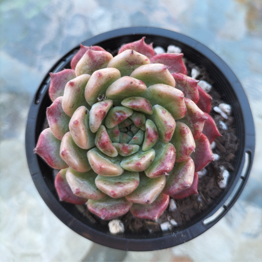 Echeveria 'Sarahime Botan'