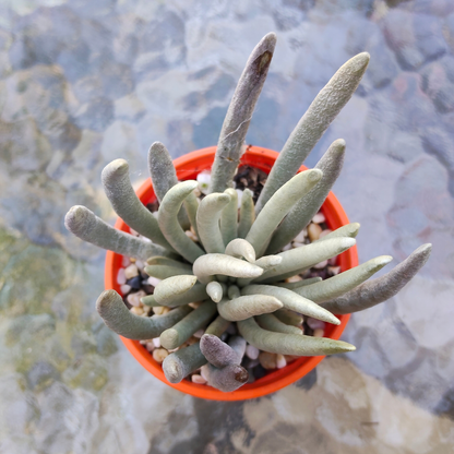 Senecio scaposus