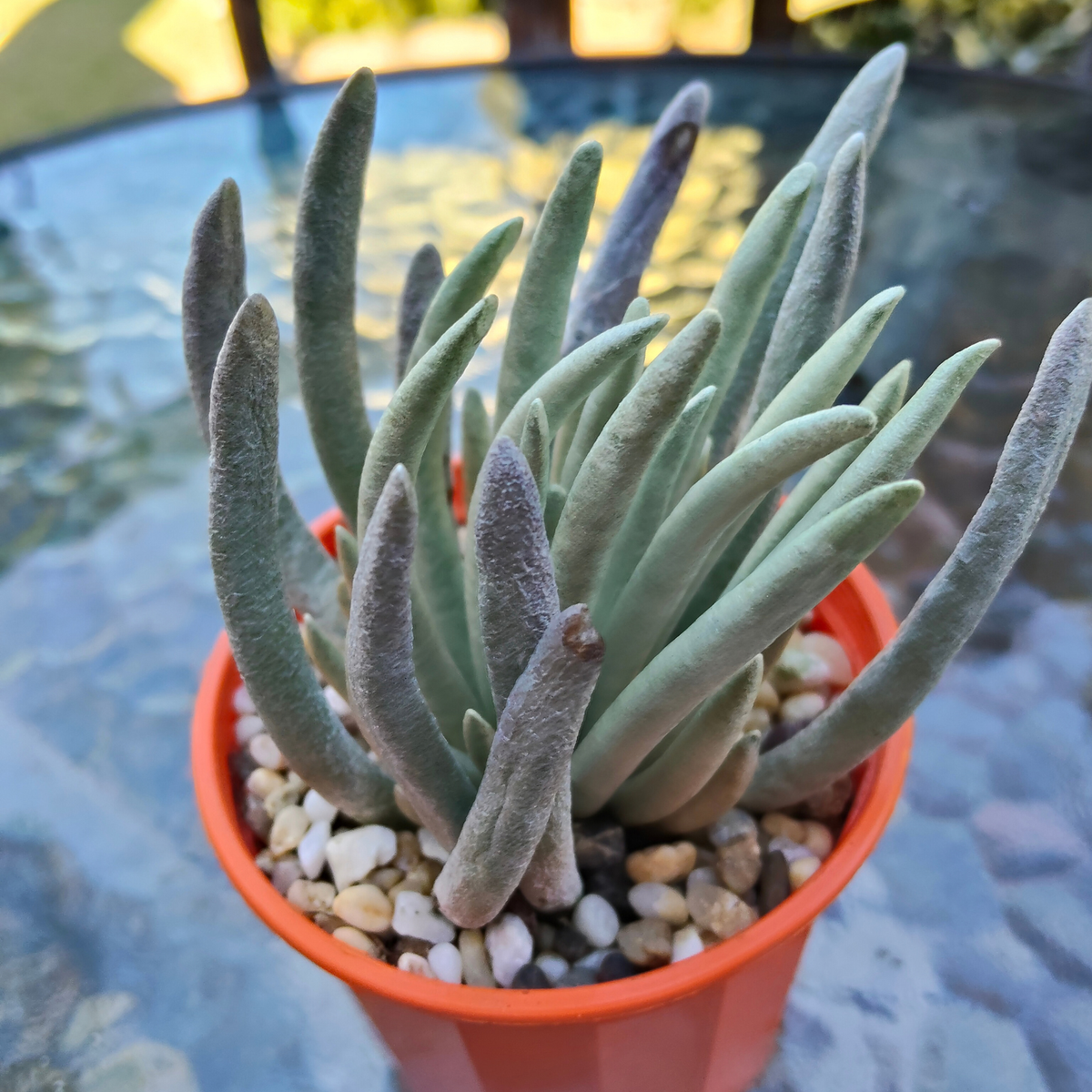 Senecio scaposus