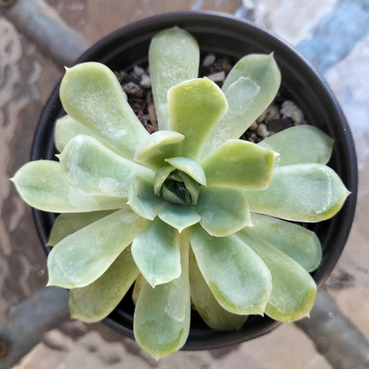 Echeveria 'Schichi-kuksi'