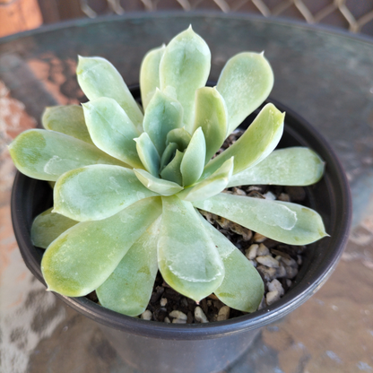 Echeveria 'Schichi-kuksi'