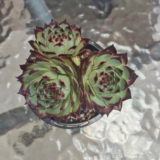 Sempervivum calcareum 'Guillaumes'