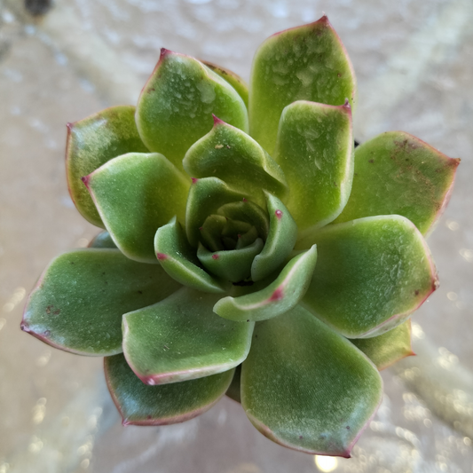 Echeveria agavoides 'Shanghai Night'
