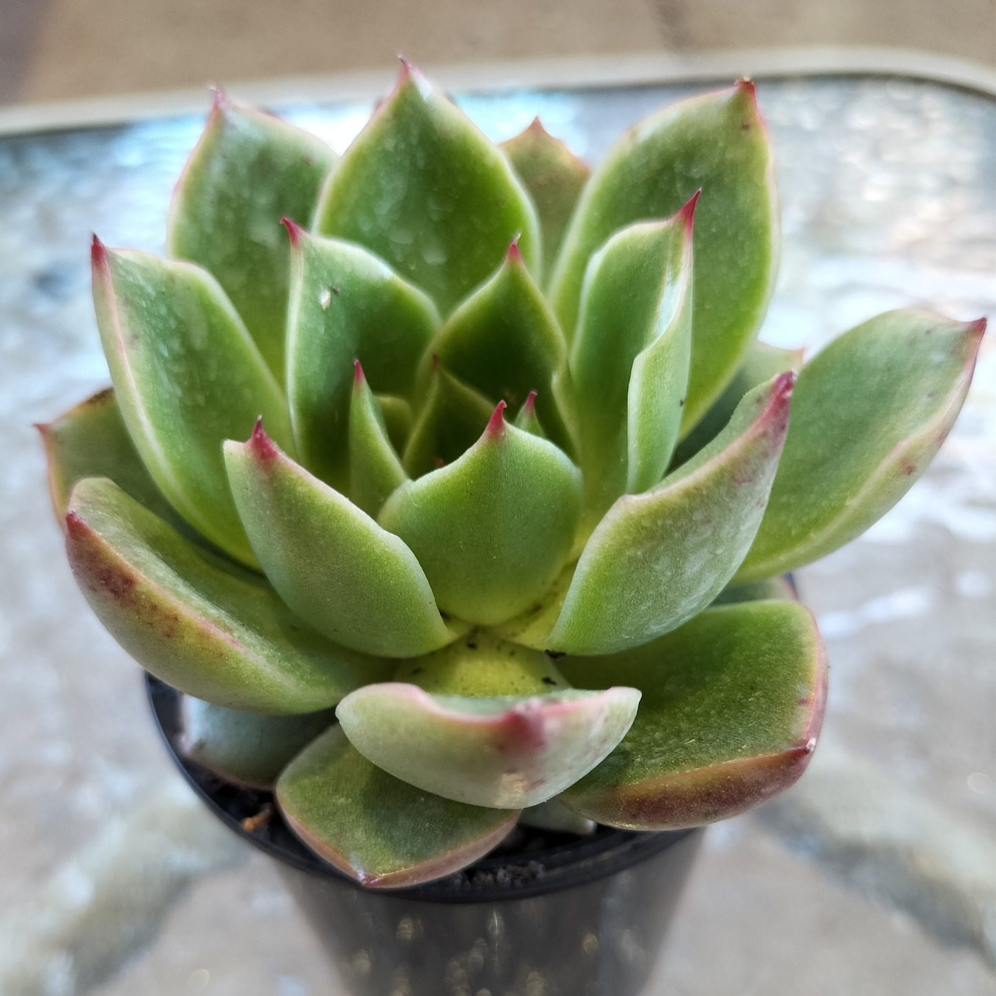 Echeveria agavoides 'Shanghai Night'