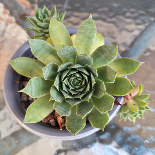 Sempervivum 'Sharon's Pencil'