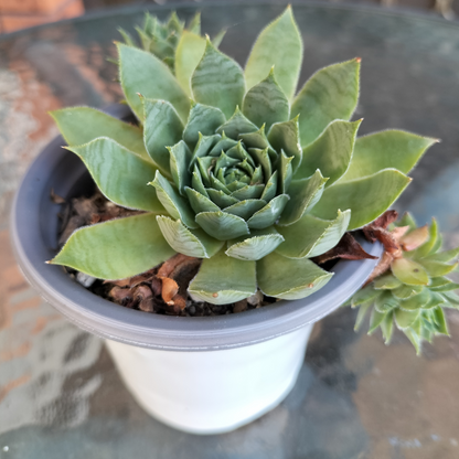 Sempervivum 'Sharon's Pencil'