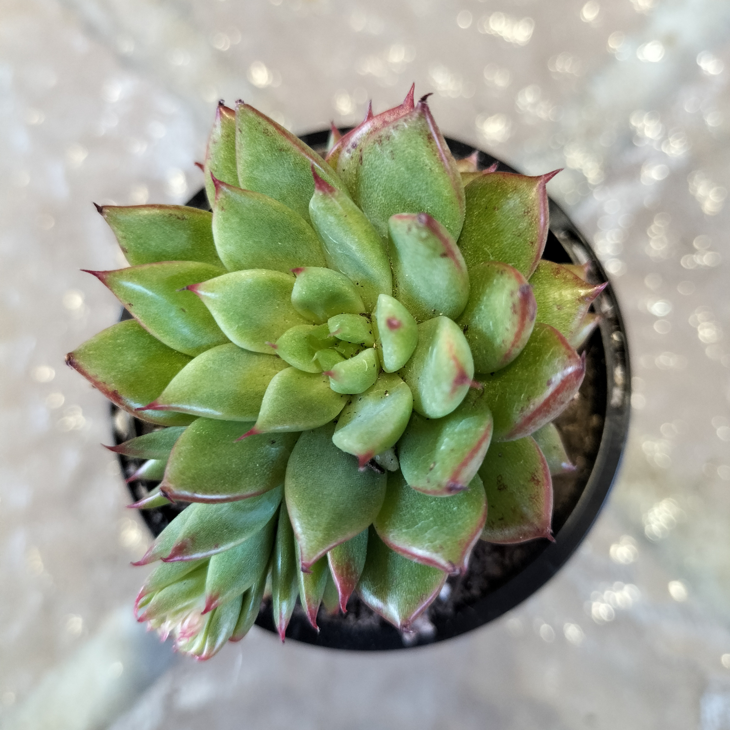 Echeveria 'Shooting Stars'