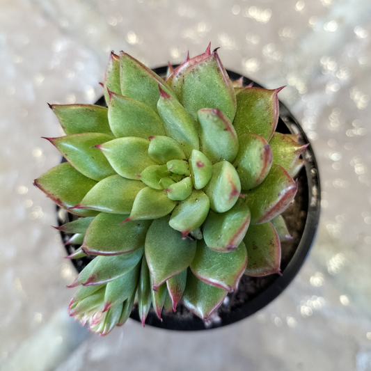 Echeveria 'Shooting Stars'