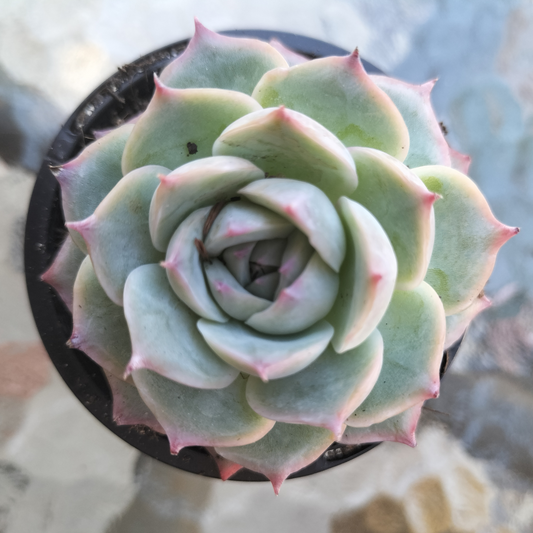 Echeveria 'Silhouette'