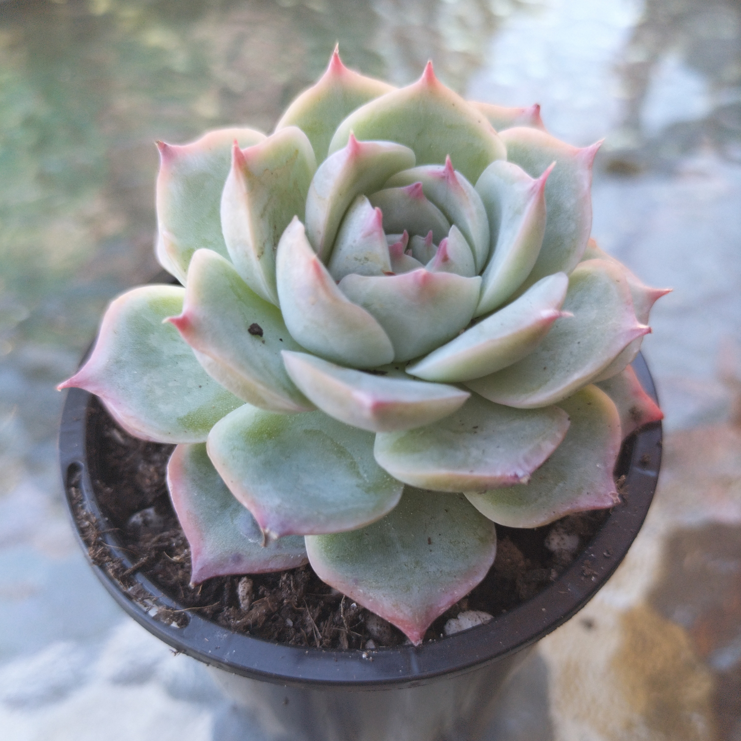 Echeveria 'Silhouette'