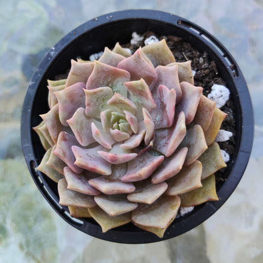 Echeveria 'Silver moon' XS