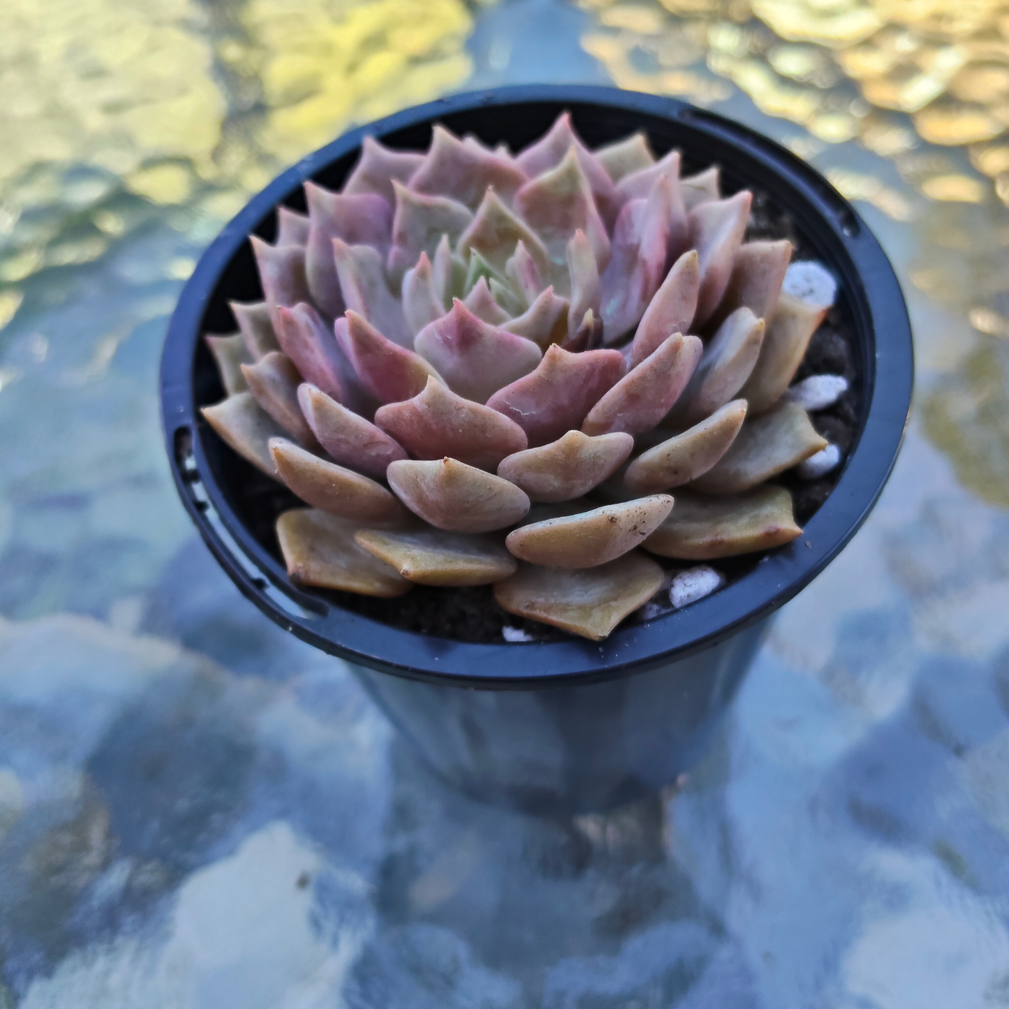 Echeveria 'Silver moon' XS