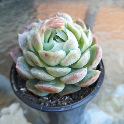 Echeveria 'Sina' AKA 'Mexican Rose'