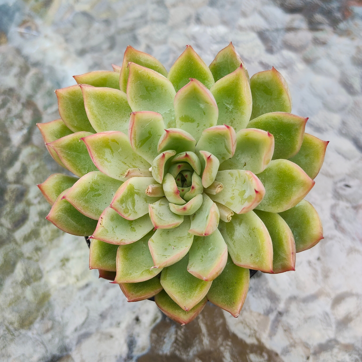Echeveria Skat