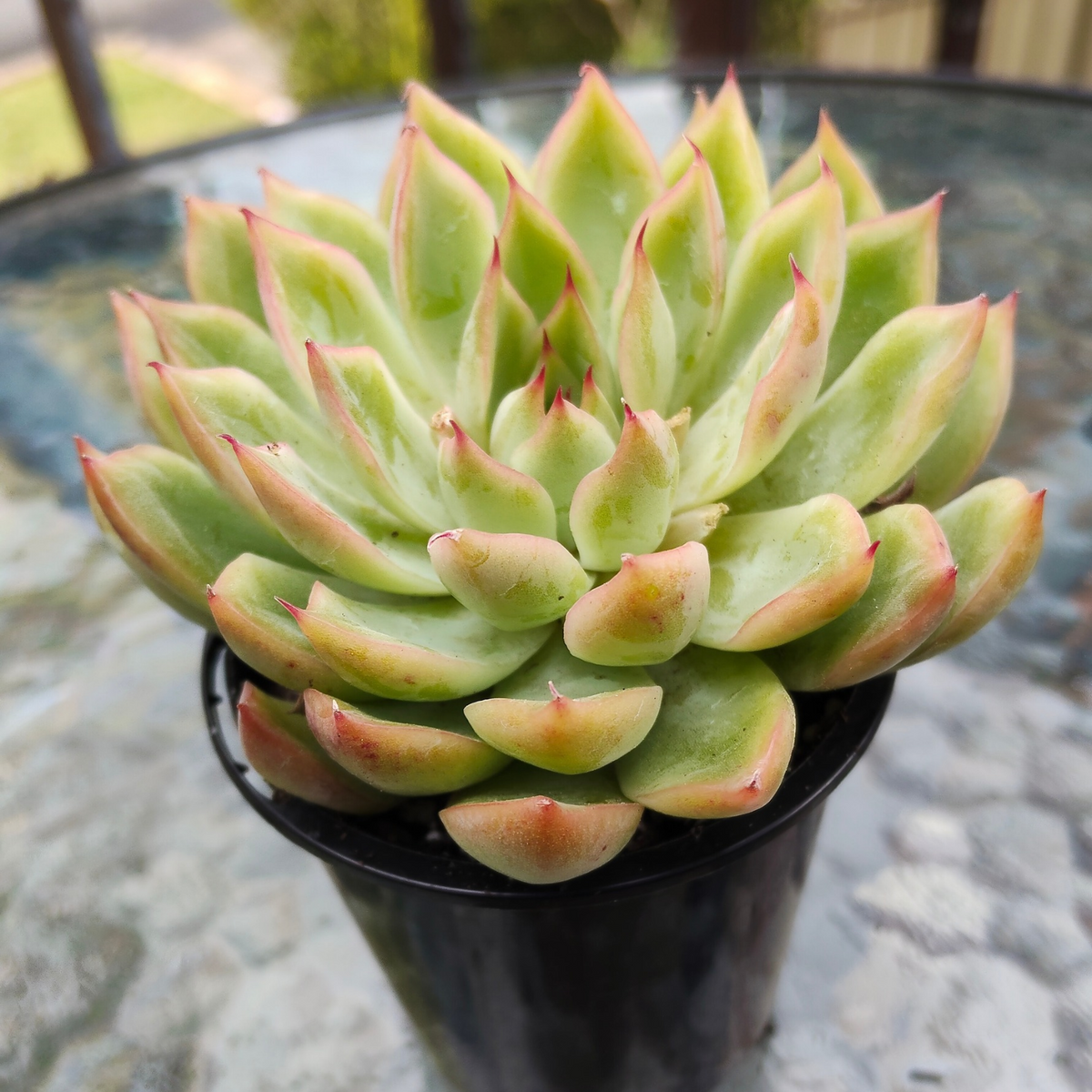 Echeveria Skat