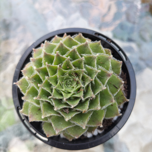 Sempervivum 'Skrocki's Beauty'