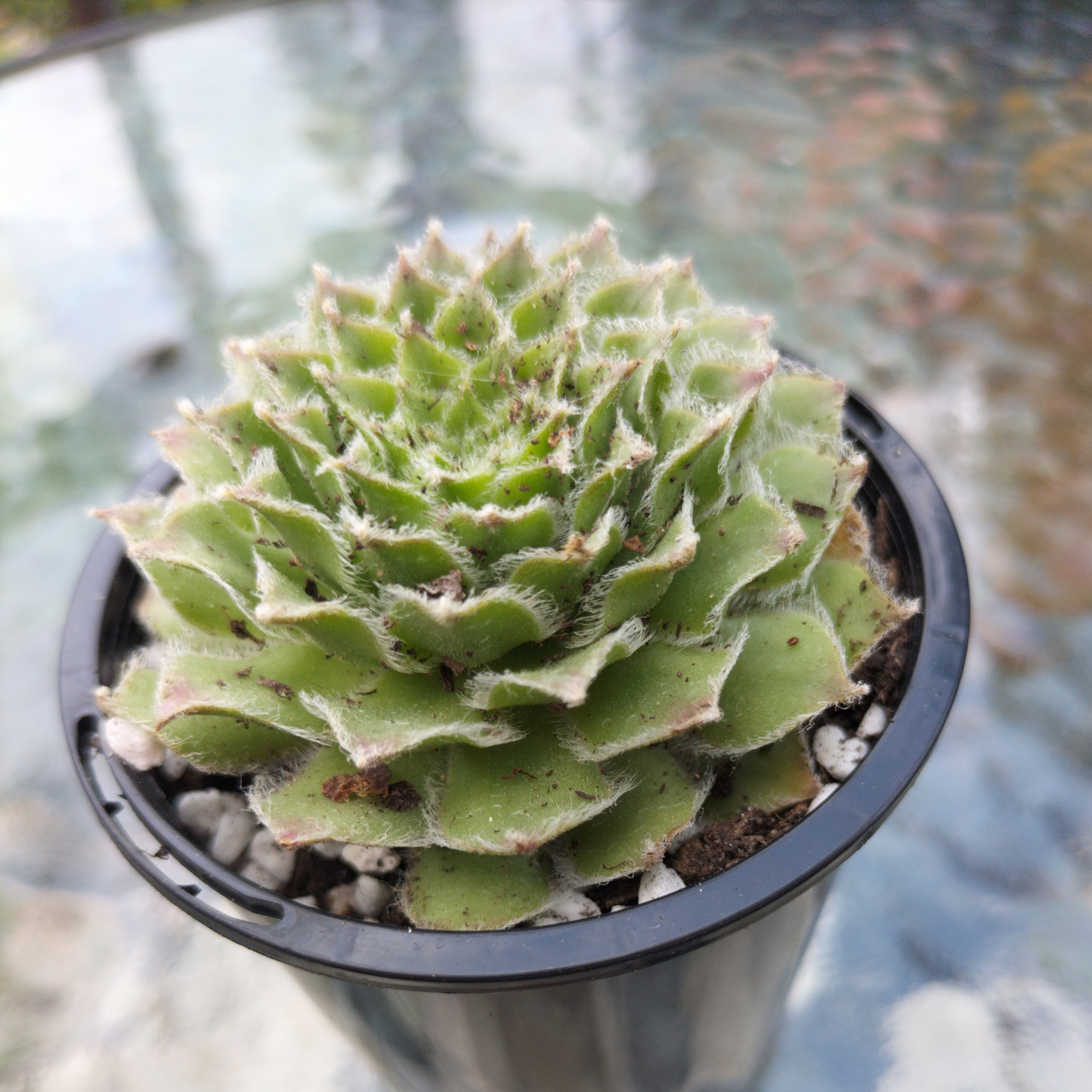 Sempervivum 'Skrocki's Beauty'