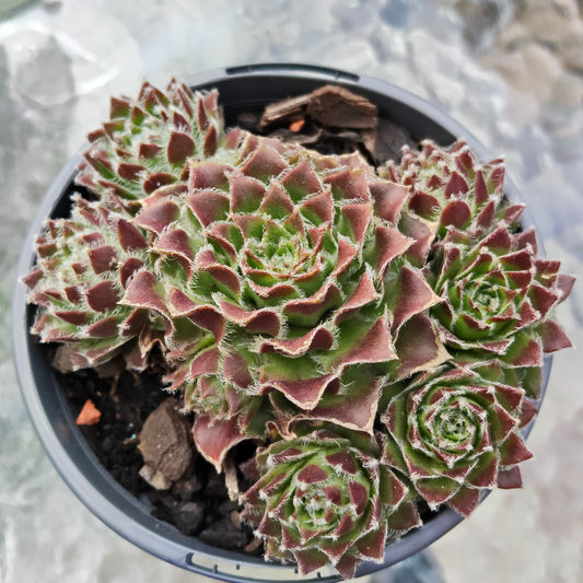 Sempervivum 'Skrocki's Beauty'