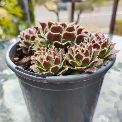 Sempervivum 'Skrocki's Beauty'
