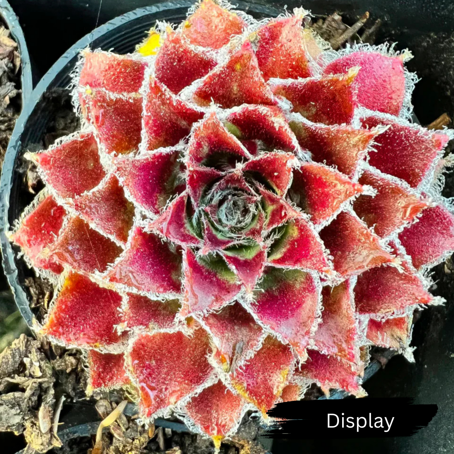 Sempervivum 'Skrocki's Beauty'