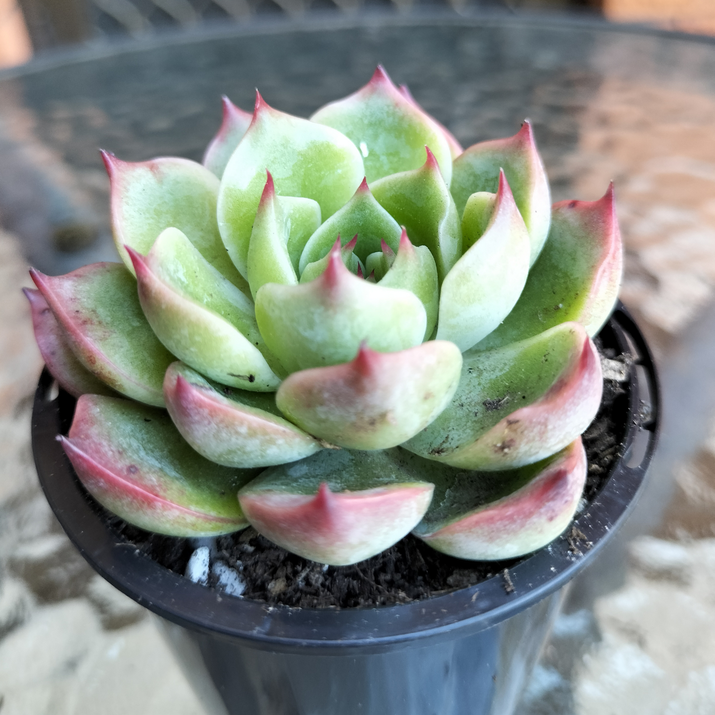 Echeveria 'Soul Heart'
