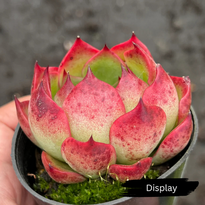 Echeveria 'Soul Heart'