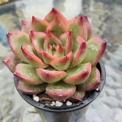 Agavoides Spanish Rose