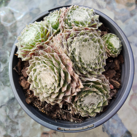 Sempervivum 'Spider's Web'