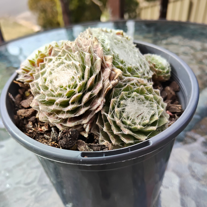 Sempervivum 'Spider's Web'