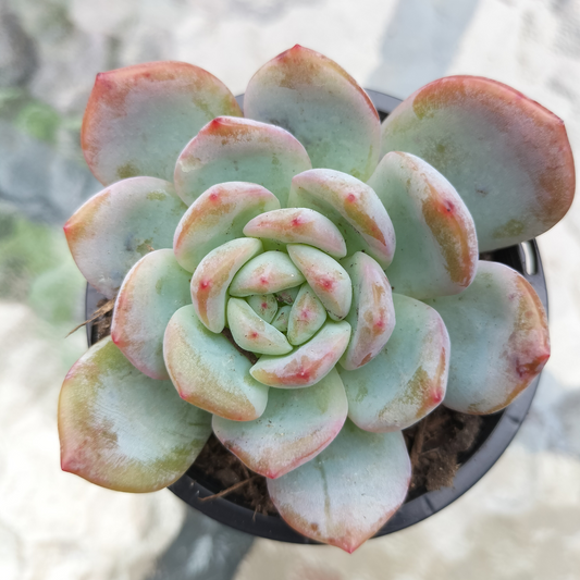 Echeveria 'Star Mark' (Korean)