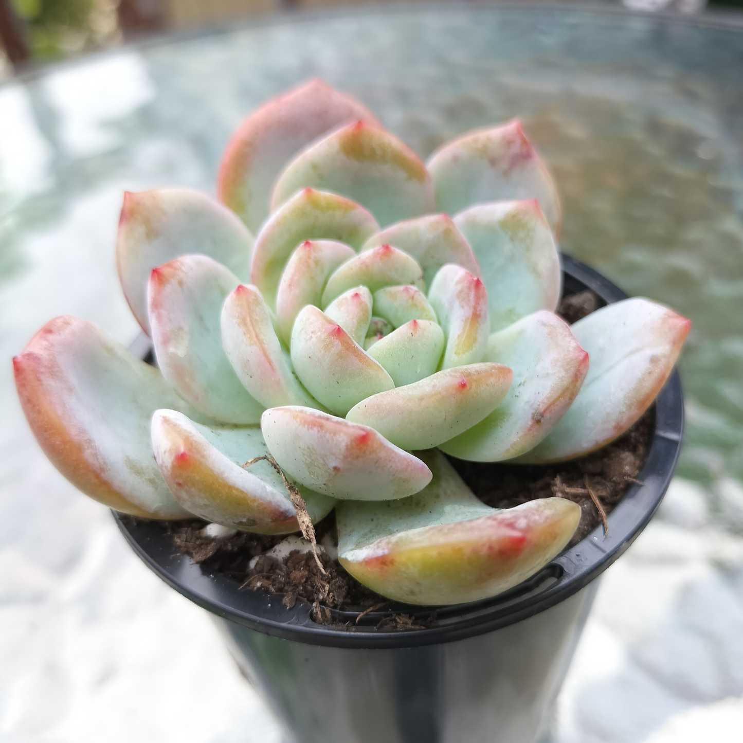 Echeveria 'Star Mark' (Korean)