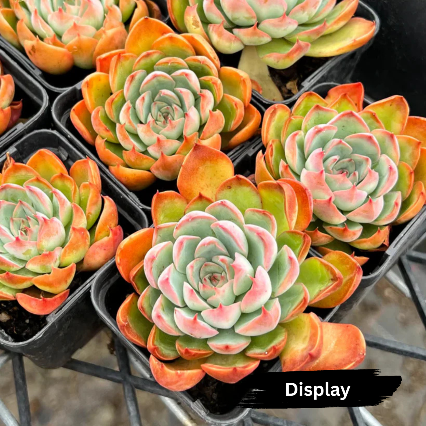 Graptoveria Still Loving You - PKJ