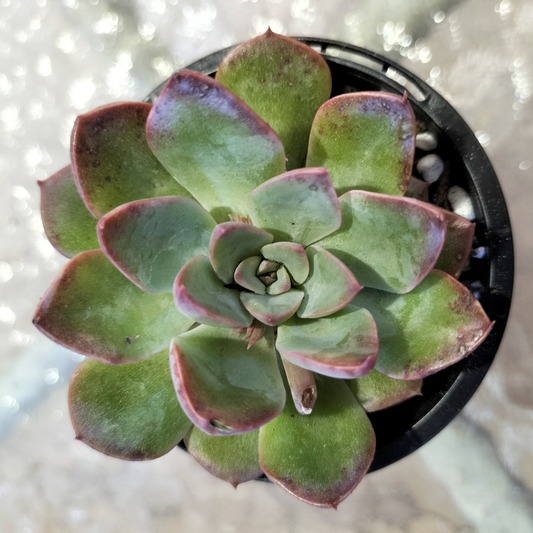 Graptoveria Still Loving You - PKJ