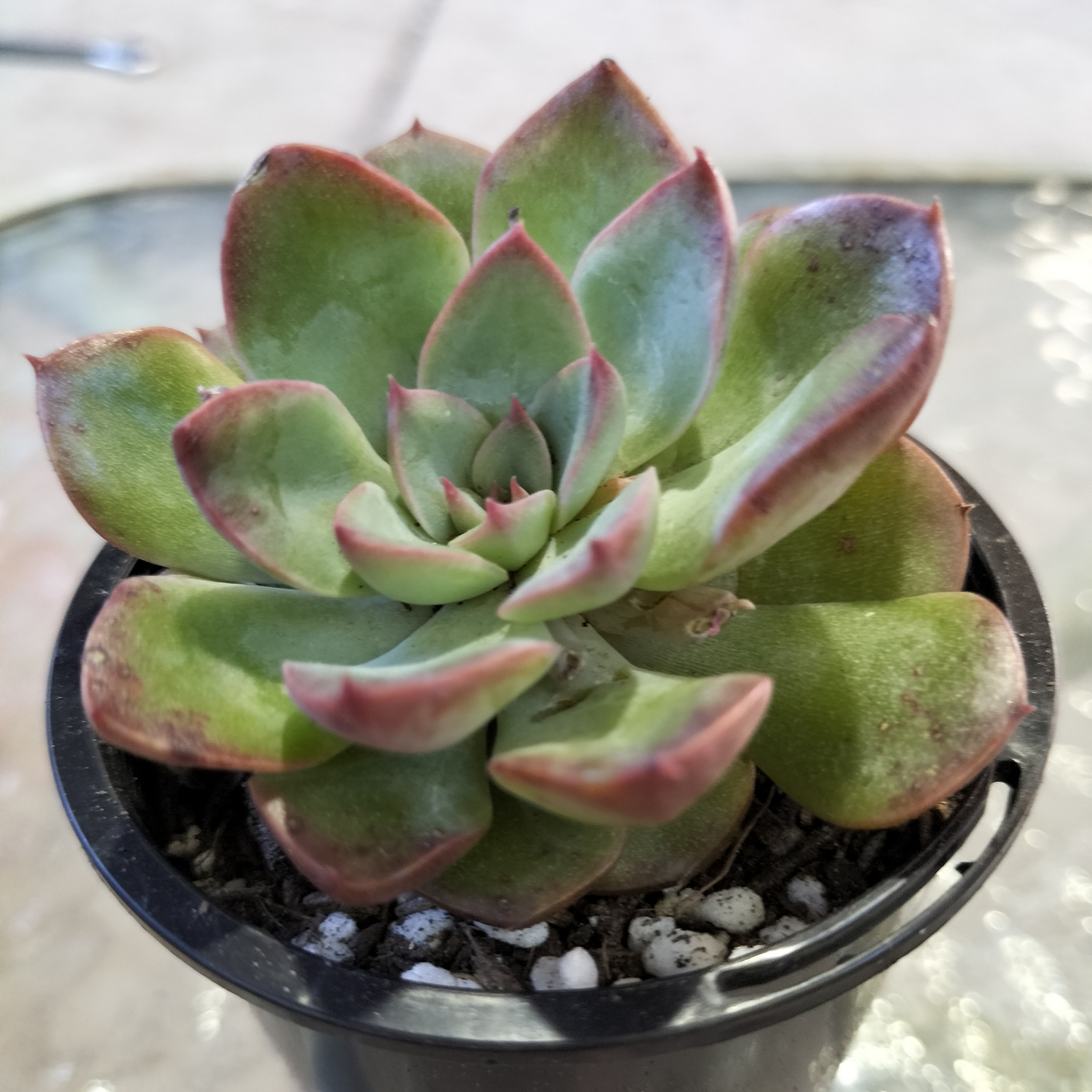 Graptoveria Still Loving You - PKJ