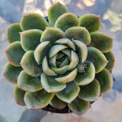 Echeveria 'Strawberry Ice'