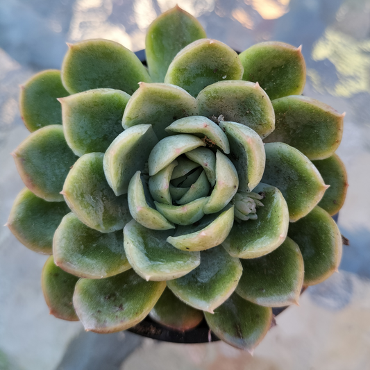 Echeveria 'Strawberry Ice'