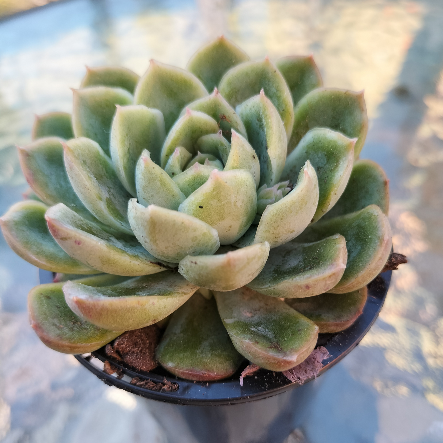 Echeveria 'Strawberry Ice'