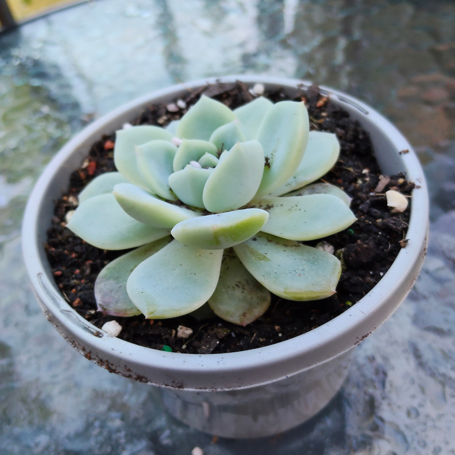 Echeveria 'Strawberry Sugar'