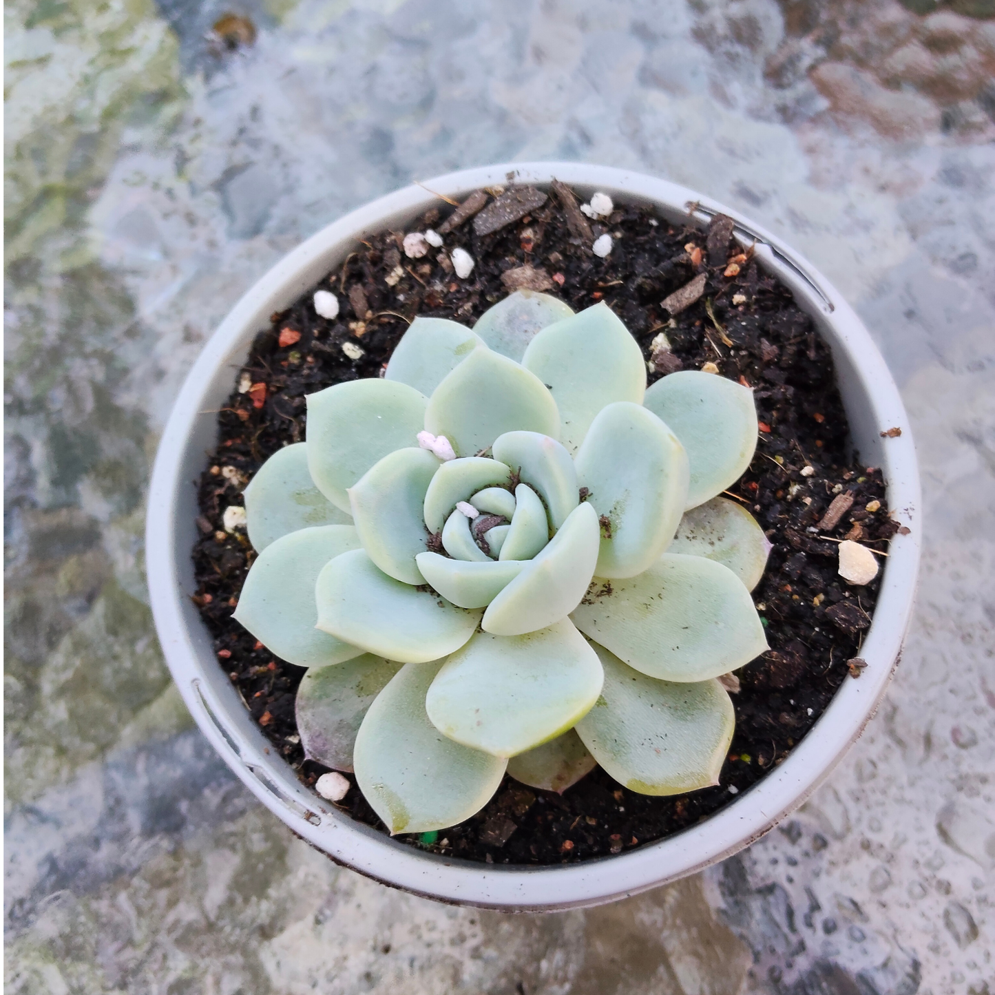 Echeveria 'Strawberry Sugar'