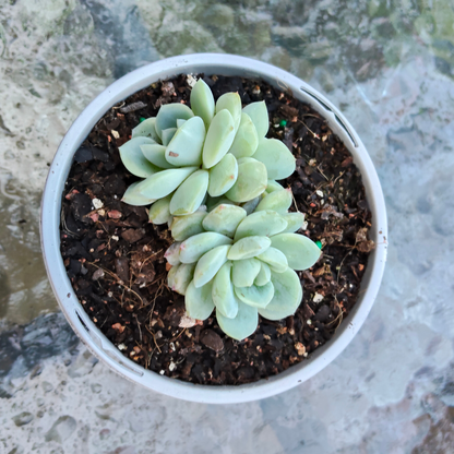 Echeveria 'Strawberry Sugar'