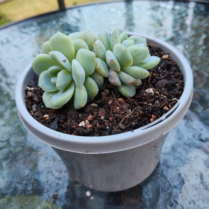 Echeveria 'Strawberry Sugar'