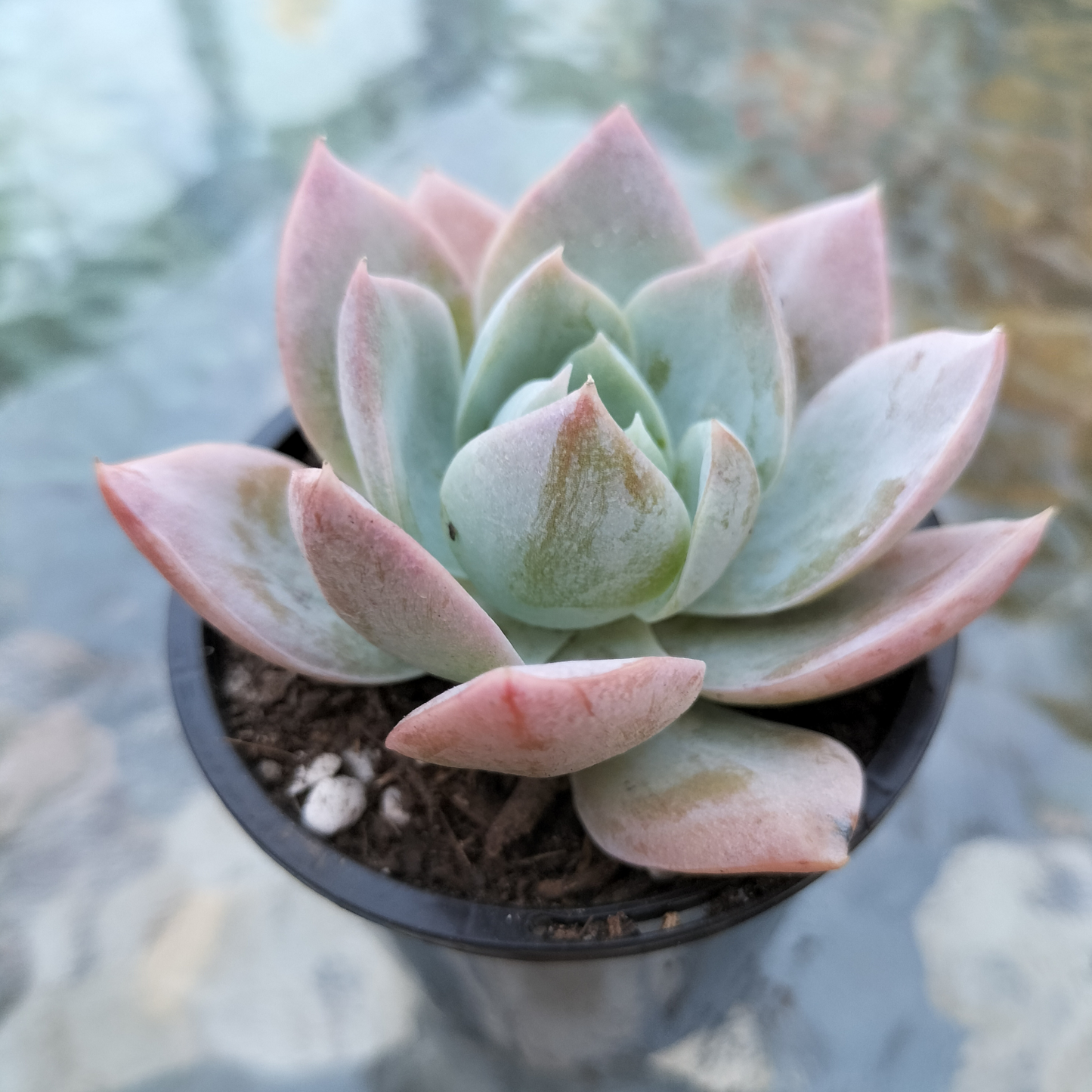 Sedum 'suaveolens'  (AKA Sedeveria 'Blue Lotus')
