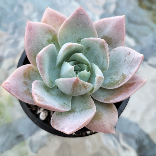 Sedum 'suaveolens'  (AKA Sedeveria 'Blue Lotus')
