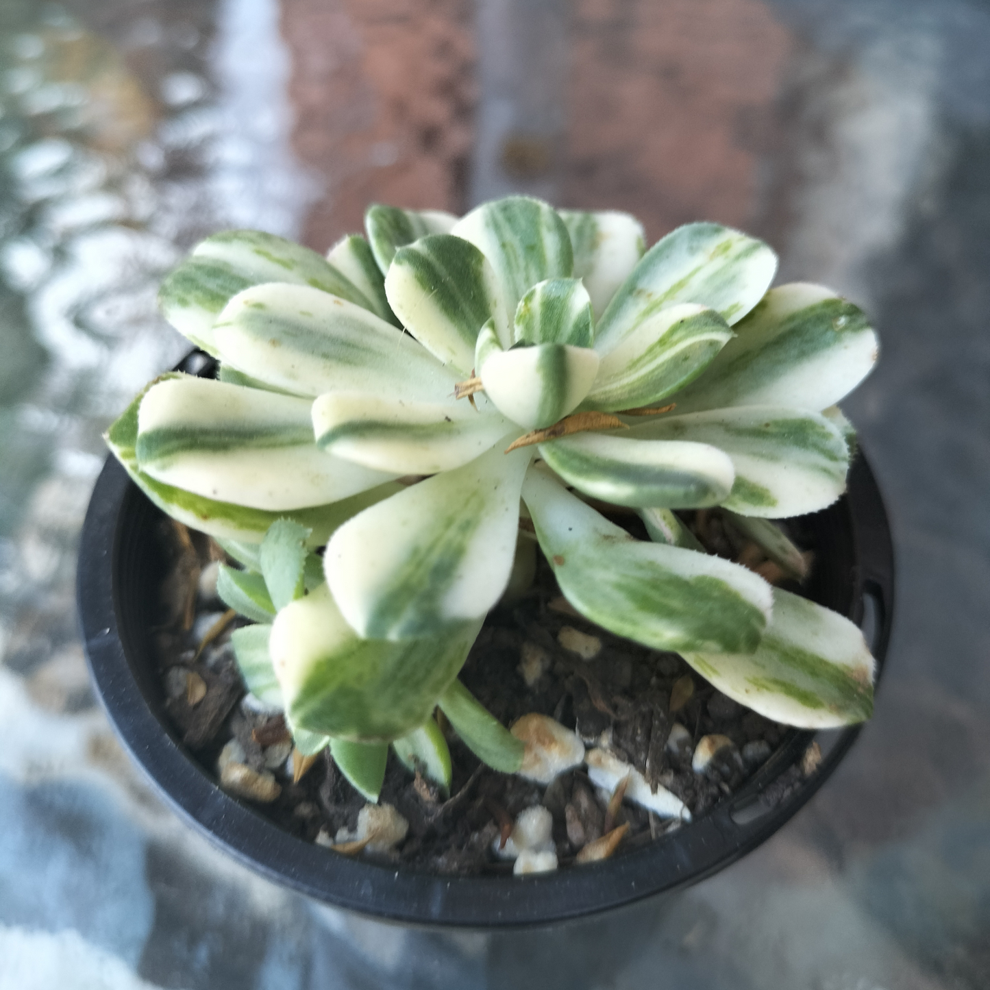 Aeonium castello-paivae f. variegata 'Suncup'