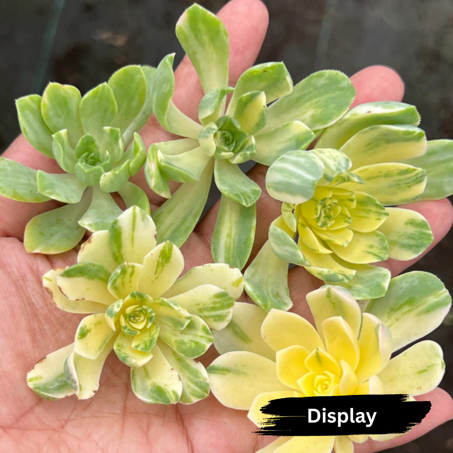 Aeonium castello-paivae f. variegata 'Suncup'