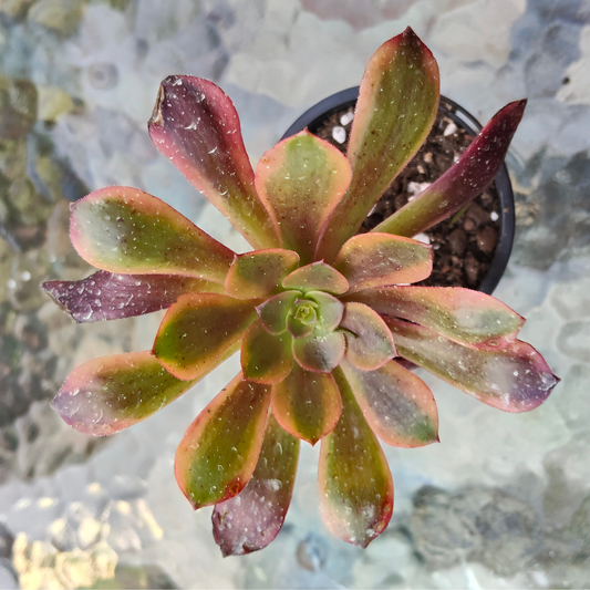 Aeonium 'Superbang'